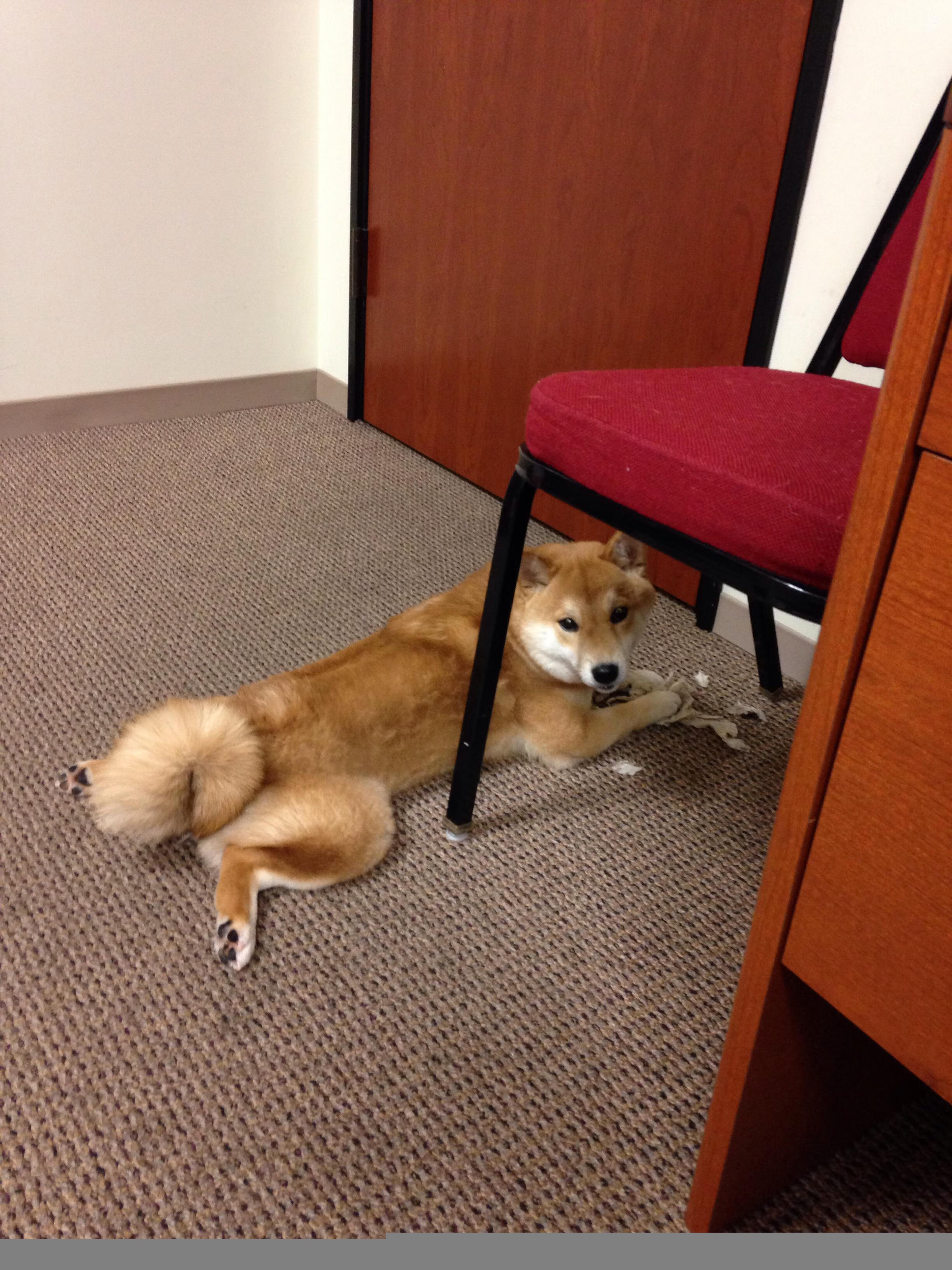 爱游戏体育-运动项目发展现状与全民参与策略研究，运动项目的发展趋势