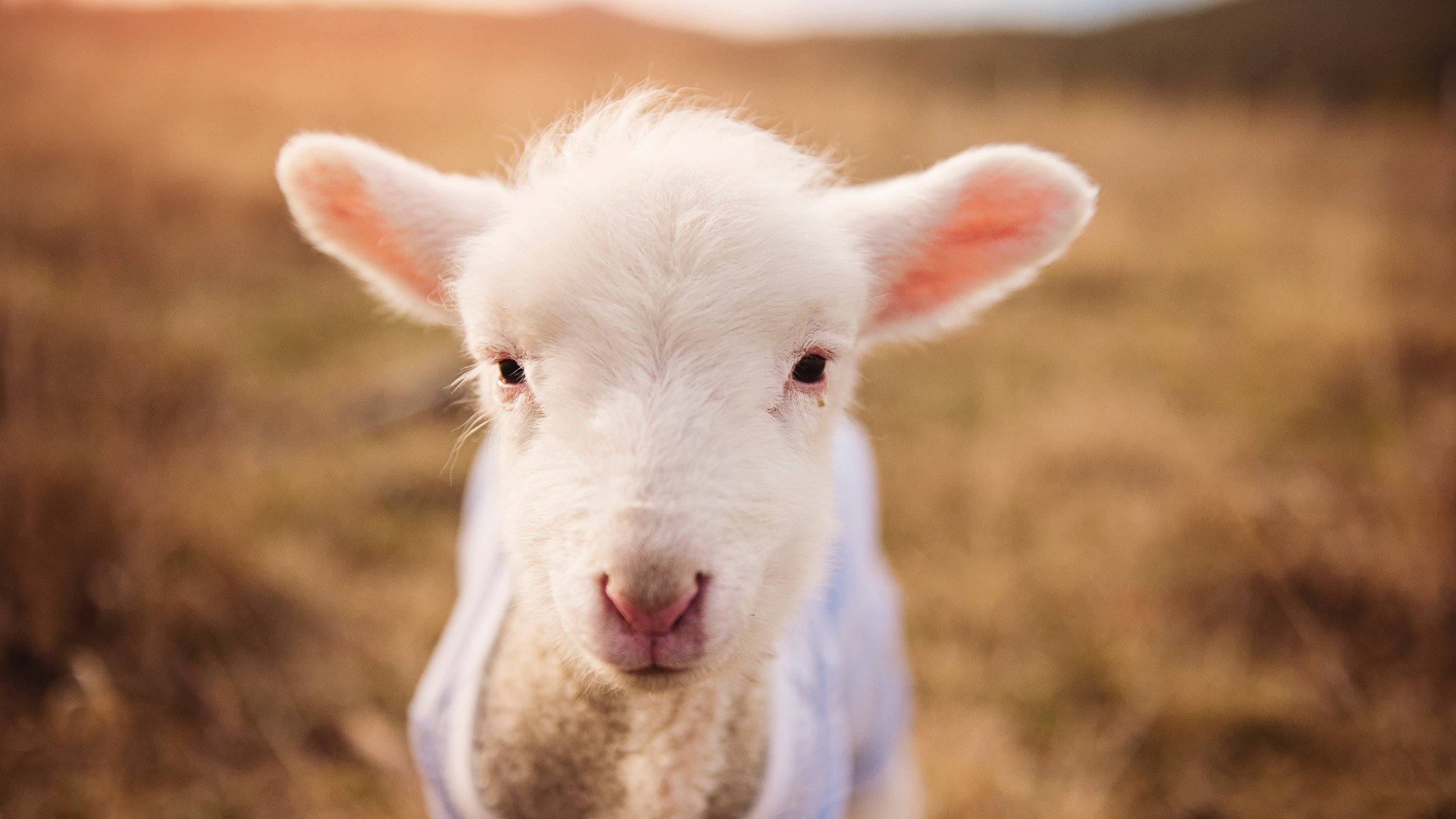 CBA新规解读 年轻球员迎来机遇，cba年龄限制是多少