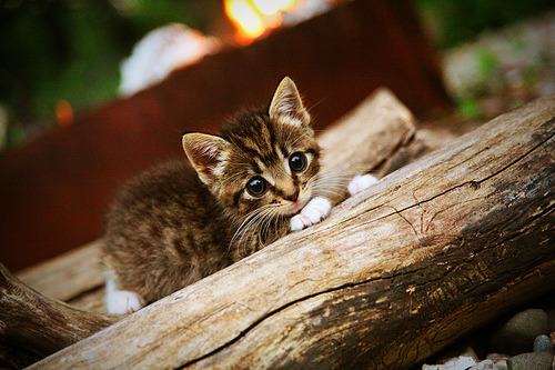 爱游戏 电竞-CBA选秀大会落幕多位新人签约职业球队，cba选秀大会将举行