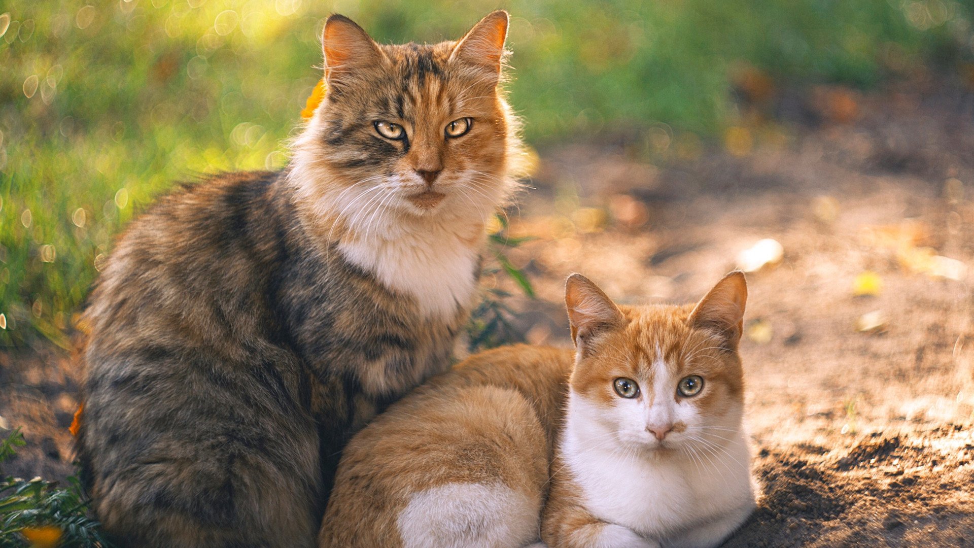 拜仁全队协作打出团队式压迫战术，拜仁全队合影