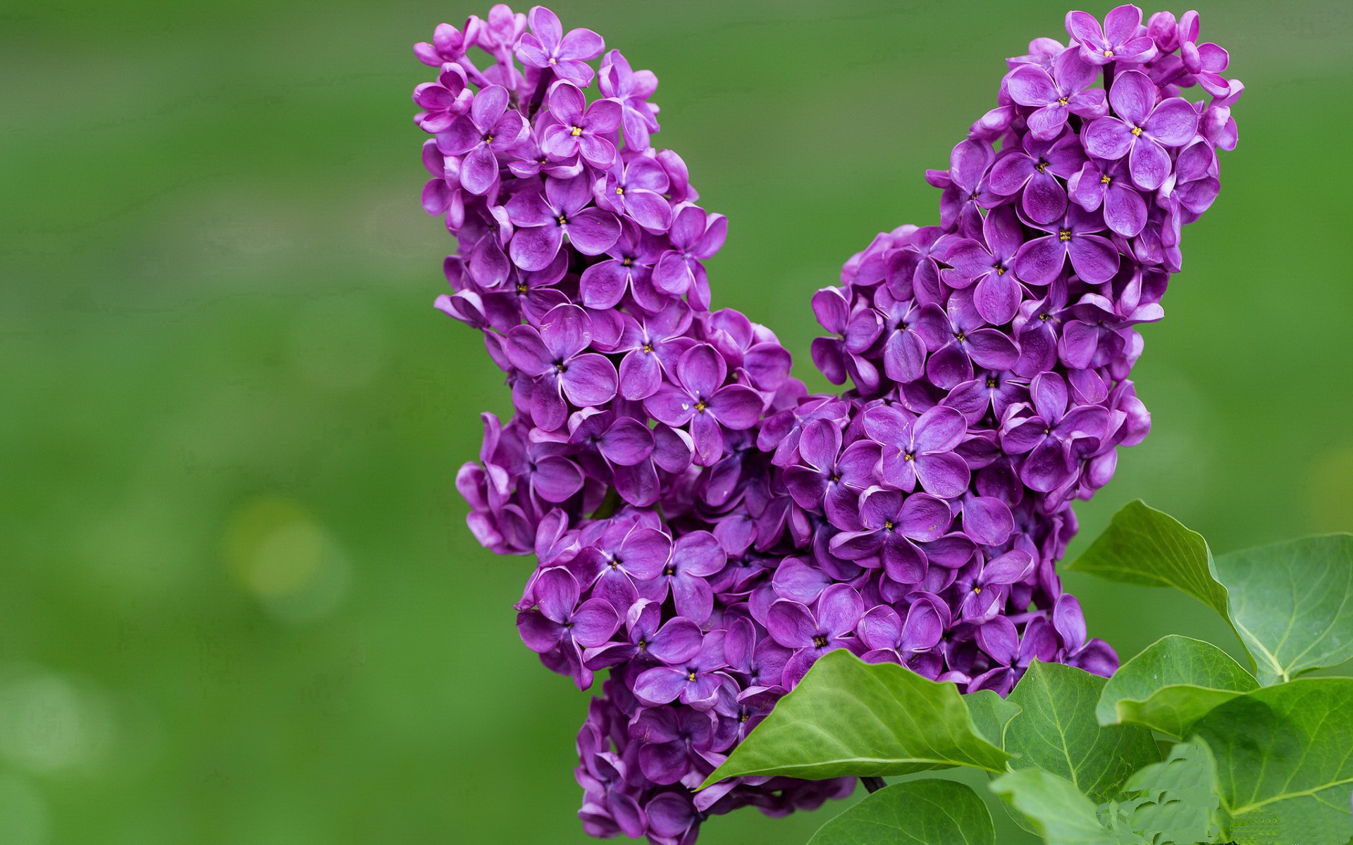 罗马尼亚队赛制优化:如何通过战略调整应对不同对手的战术安排