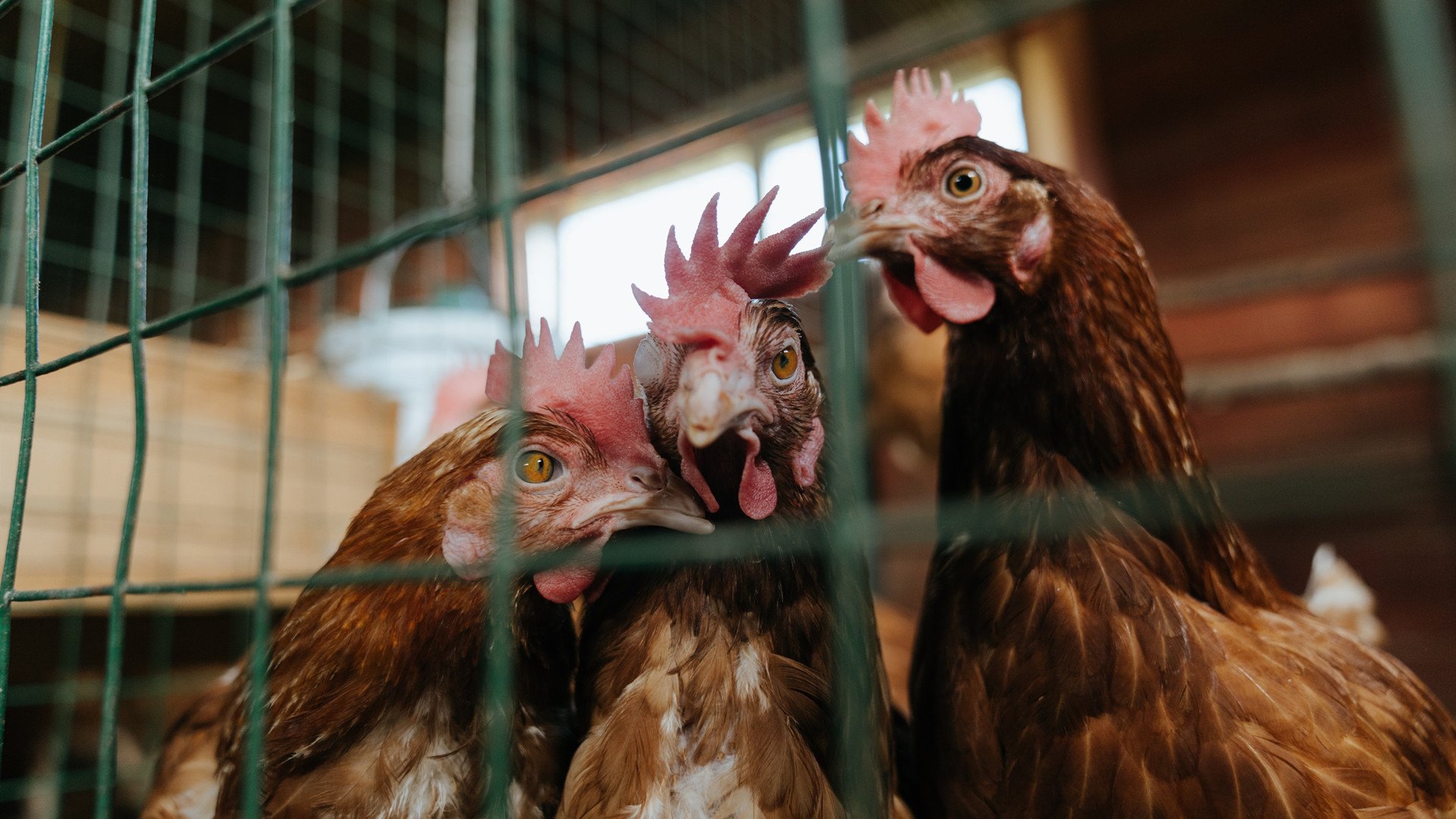 俱乐部文化衍生产品热销粉丝粘性增强形成良好商业生态,文化俱乐部是做什么的