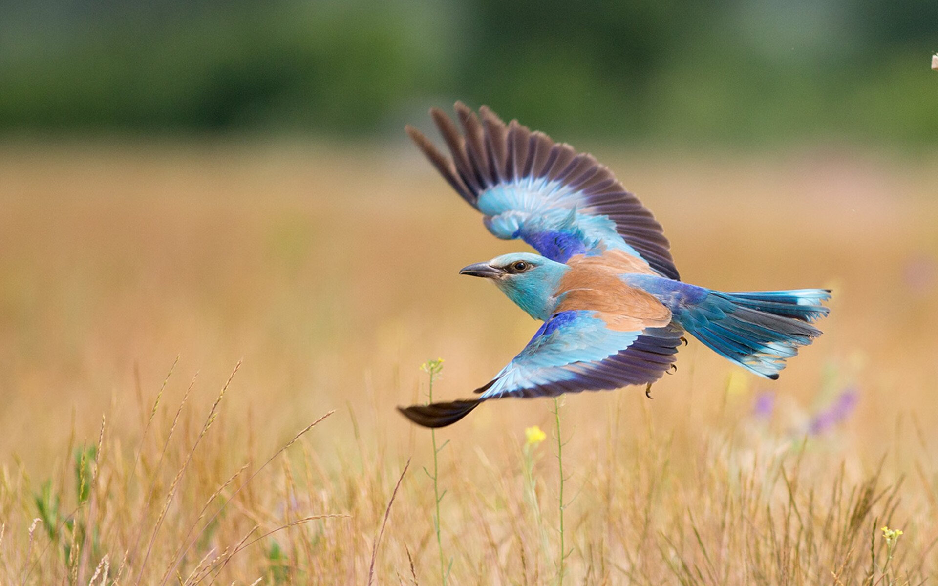 斯洛伐克女篮在欧洲预赛中不断突破，冲击奥运席位，斯洛伐克u20女篮