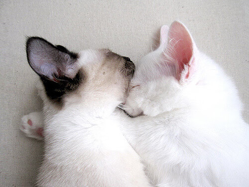 爱游戏app下载-萨默·麦金托什展现新生代自由泳实力，麦金托什游泳