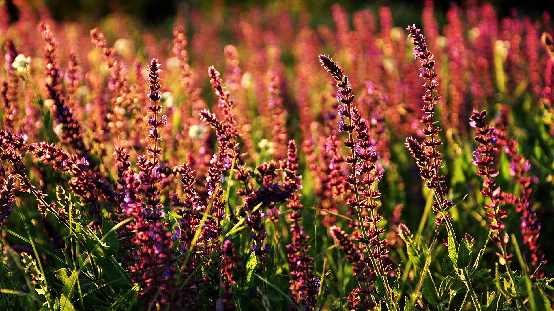 萨默·麦金托什展现新生代自由泳实力,麦金托什游泳