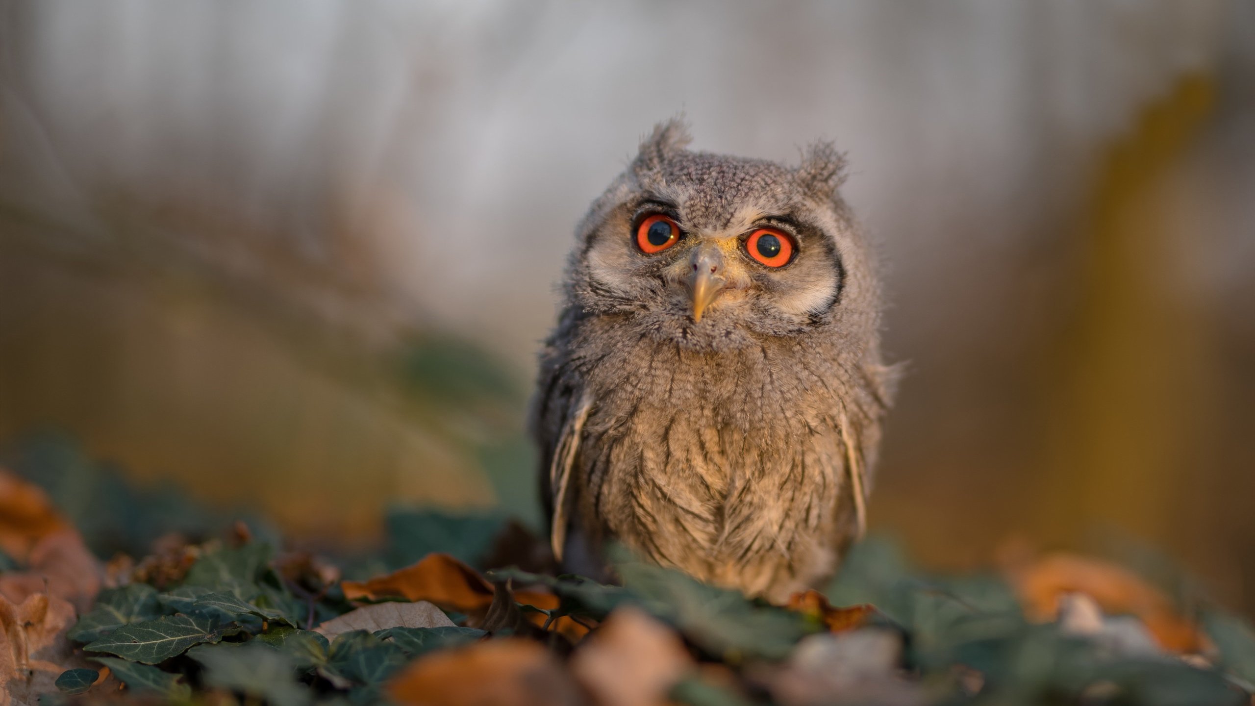 -马修·图穆亚稳定发挥，帮助袋鼠队稳居冠军争夺行列，马修穆勒