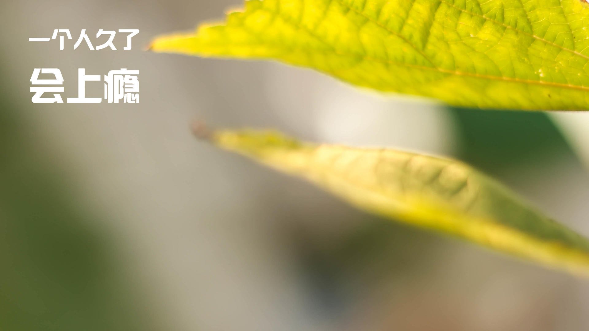 黎巴嫩男篮在西亚锦标赛中奋勇争夺，期待奥运佳绩，黎巴嫩篮球队什么水平